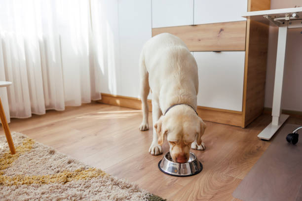 istock Dog eating food from a bowl 1618817930