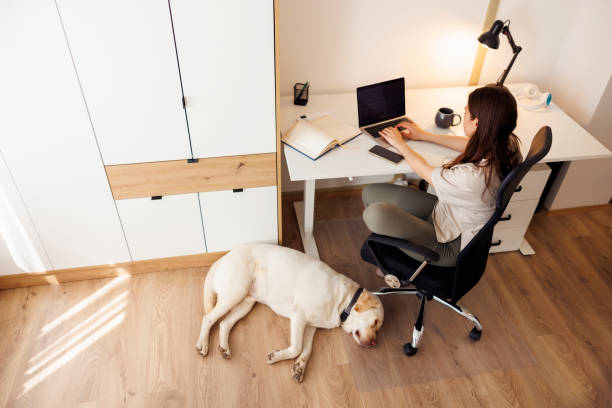 istock Woman working in home office with her pet dog 1618818514