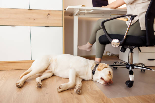 istock Dog lying beside his owner while working remotely from home 1618819051