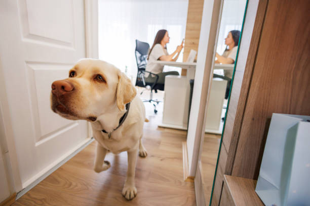 istock Dog waiting for his owner to take him for a walk 1618819584