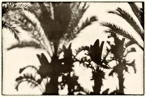 collection of big tree silhouettes with root isolated on a white background