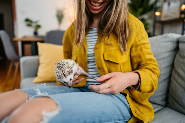 istock Young Woman Holding A Hedgehog On The Sofa 1618826229