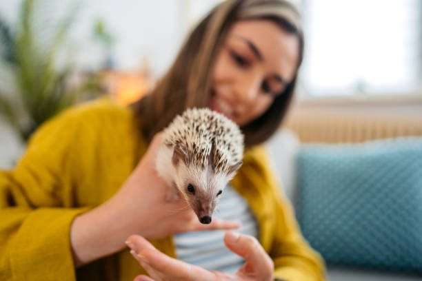 istock Young Woman Playing With Hedgehog On The Sofa 1618829506