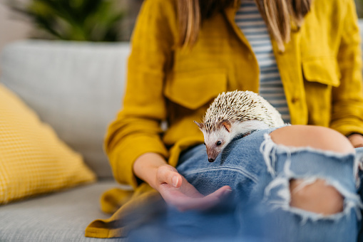 Young woman and her cute hedgehog playing in the living room. Close-up shot.
