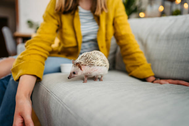 istock Woman Playing With Hedgehog On The Sofa 1618830662