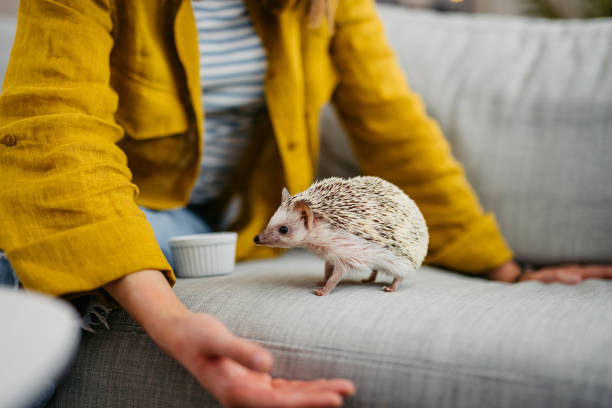 istock Woman Playing With Hedgehog On The Sofa 1618832907