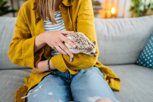 istock Woman Playing With Hedgehog On The Sofa 1618835118