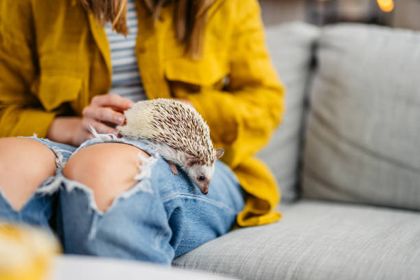 istock Woman Playing With Hedgehog On The Sofa 1618839050