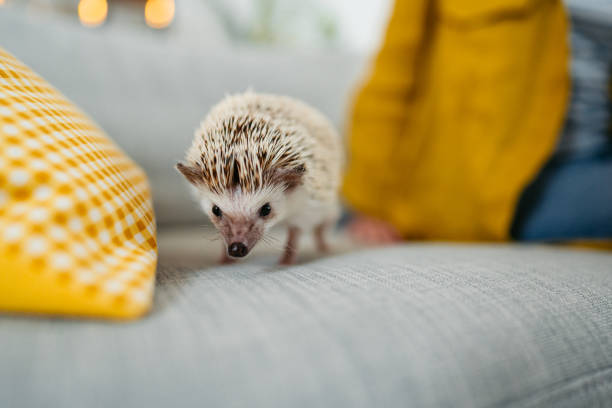 istock Cute Hedgehog On The Sofa In The Living room 1618841292