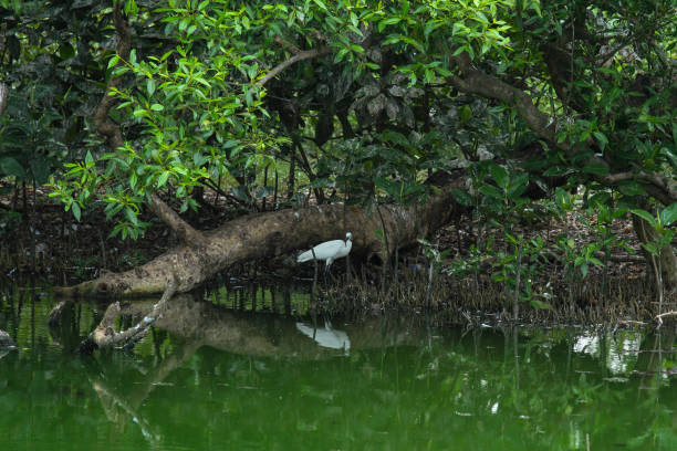 istock Egret in The Mangroves 1618842458