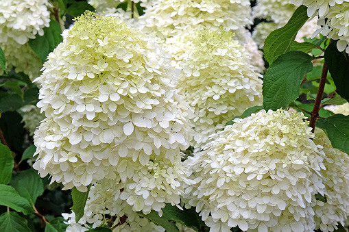 Large white Hydrangea paniculata 'Phantom' in flower.