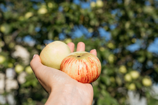 Close-up of ripe organic apples in the palm of a woman's hand, against the backdrop of green garden trees and a blue sky.. High quality photo