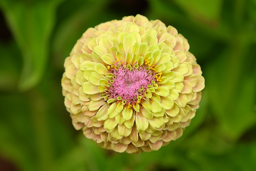 Yellow and pink common Zinnia elegans 'Queeny Lime Blush' in flower.