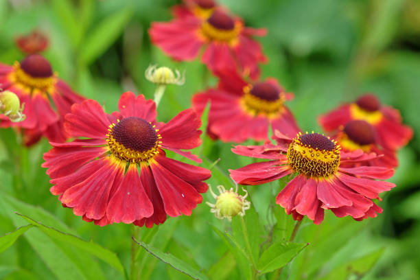 Red Helenium sneezeweed 'Ruby Tuesday' in flower. Red Helenium sneezeweed 'Ruby Tuesday' in flower. sneezeweed stock pictures, royalty-free photos & images
