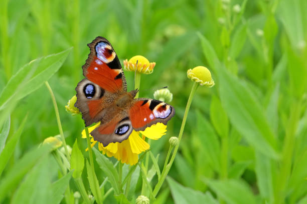 A peacock butterfly sat on the a yellow helenium sneezeweed flower.