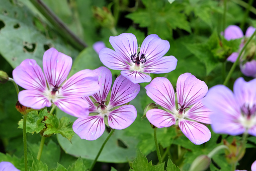 Purple Hardy Geranium wallichianum, or cranesbill, Havana Blues in flower.