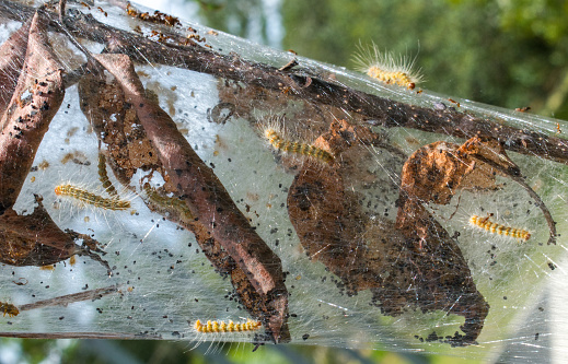 Nest spun by fall webworm moth caterpillar - Hyphantria cunea - a Native American persimmon tree - Diospyros virginiana - with webbing, dead leaves