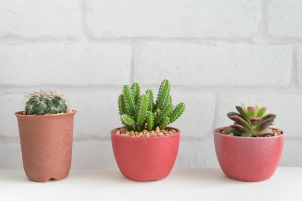istock Cactus, succulent pot on white table and white wall background copy space. 1618863122
