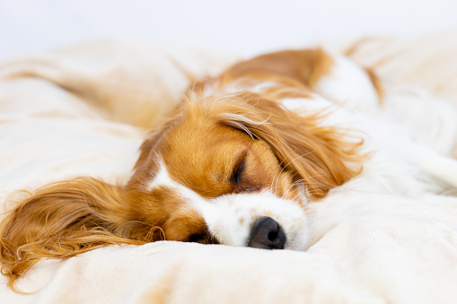 Cute brown Cavalier King Charles Spaniel dog sleeping. Comfy domestic pet in a fluffy bed.