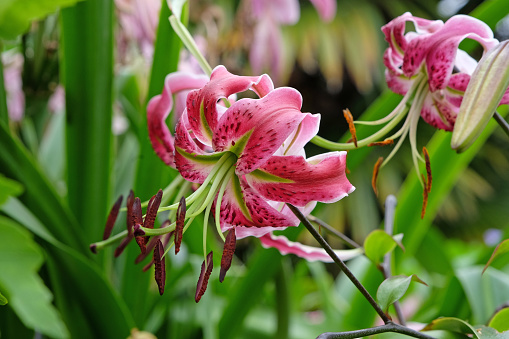 Pink turkscap lily,  Black Beauty, in flower.