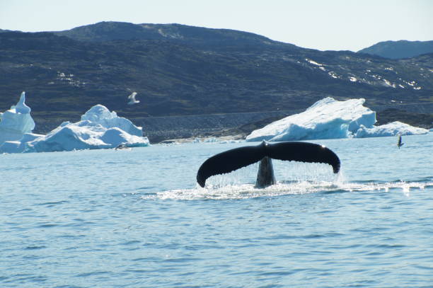 istock The tail of a humpback whale while diving 1618871882