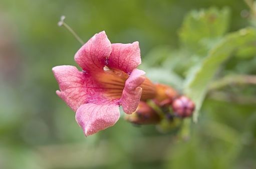 Flowers of crossvine (Bignonia capreolata), a vine native to the south-eastern U.S., photo taken in  southern Italy