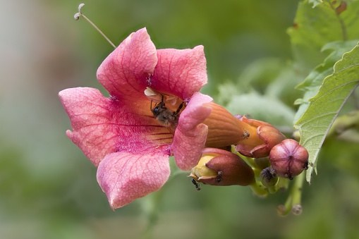 Insect inside a Flowers of crossvine (Bignonia capreolata), close up photo taken in souther Italy