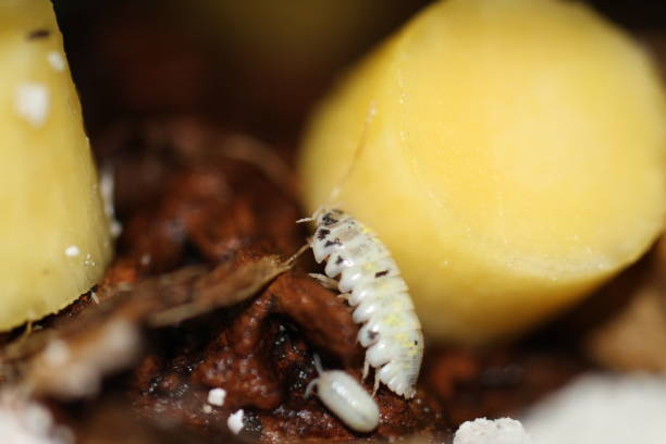 istock isopods woodlouse pill bugs armadillidium vulgare magic potion 1618874488