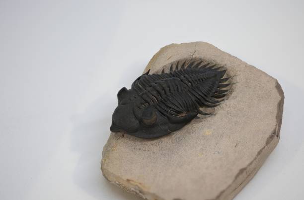 istock Trilobite Fossil 1618877123