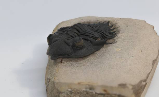trilobite fossile - trilobite photos et images de collection