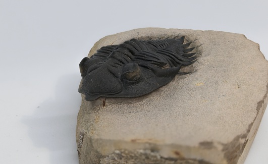 Trilobite fossil of the species Metacanthina issoumourensis from  Djebel Issoumou, Morocco
Middle Devonian, 393 - 388 million years ago.