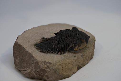 Trilobite fossil of the species Metacanthina issoumourensis from  Djebel Issoumou, Morocco\nMiddle Devonian, 393 - 388 million years ago.