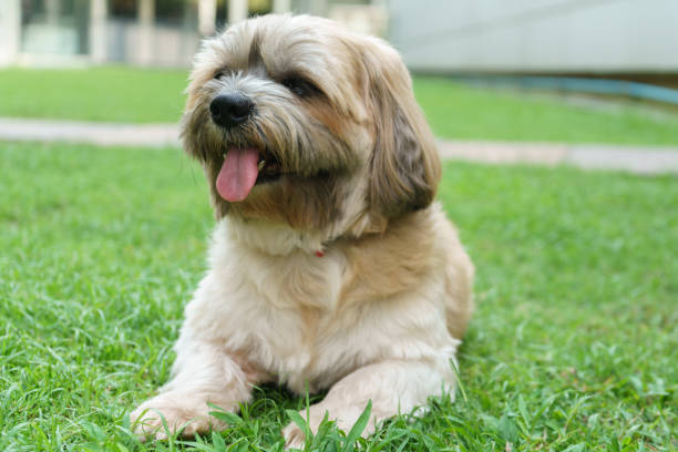 istock Small dog relaxing in the park. 1618884268