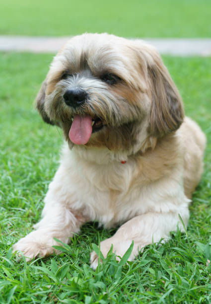 istock Small dog relaxing in the park. 1618884292