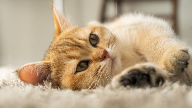 istock golden british shorthair cat 1618889634