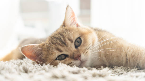istock golden british shorthair cat 1618889645