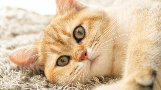istock golden british shorthair cat 1618889647