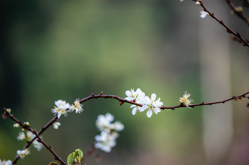 White plum blossom or Japanese apricot flower with beautiful bokeh.