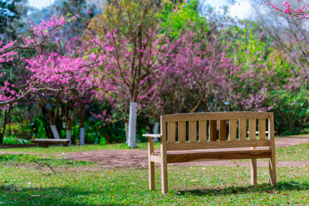 istock Bench in the spring park with sakura cherry blossom tree and background. 1618891986