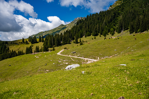 Scenic panoramic view of idyllic rolling hills landscape with blooming meadows and snowcapped alpine mountain peaks in the background on a beautiful sunny day with blue sky and clouds in summertime