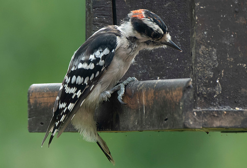 A Woodpecker on the bird feeder