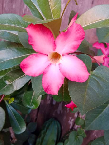 istock pink adenium flower 1618908875