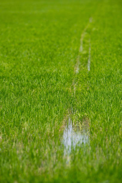 uprawa zbóż ryżowych w camargue, prowansja, francja, rośliny ryżowe rosnące na ekologicznych polach uprawnych - camargue red rice zdjęcia i obrazy z banku zdjęć