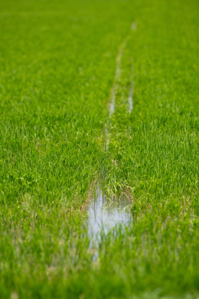 anbau von reisgetreide in camargue, provence, frankreich, reispflanzen auf bio-feldern - camargue red rice stock-fotos und bilder