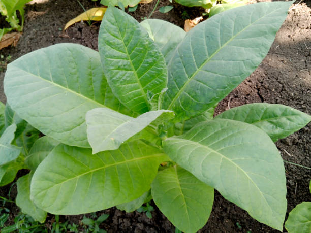 istock tobacco plant 1618914247
