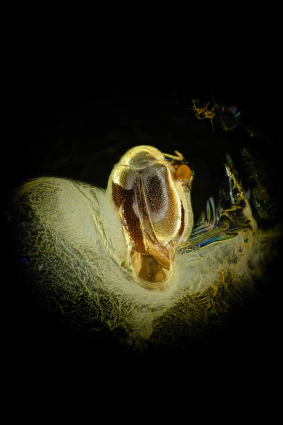 istock Marsh Beatle Fossil in Baltic amber 1618916972
