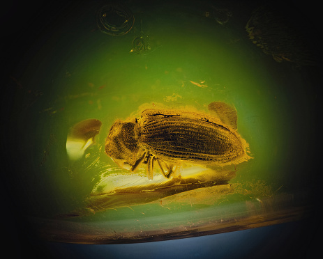 extremely macro shot of a Coleoptera fossil in Baltic amber, Eocene era, 56 - 34 million years ago \nGenus: Microbregma