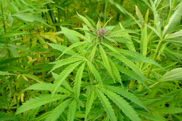 istock Close-up of hemp plants 1618917538