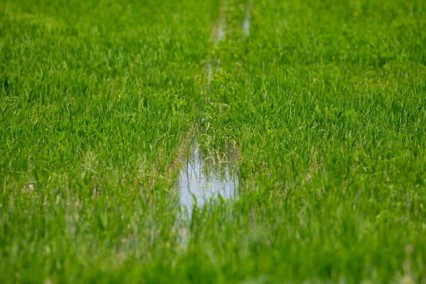 uprawa zbóż ryżowych w camargue, prowansja, francja, rośliny ryżowe rosnące na ekologicznych polach uprawnych - camargue red rice zdjęcia i obrazy z banku zdjęć