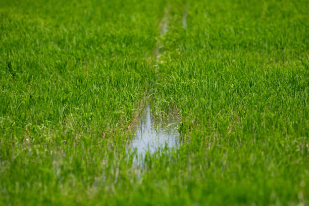 uprawa zbóż ryżowych w camargue, prowansja, francja, rośliny ryżowe rosnące na ekologicznych polach uprawnych - camargue red rice zdjęcia i obrazy z banku zdjęć